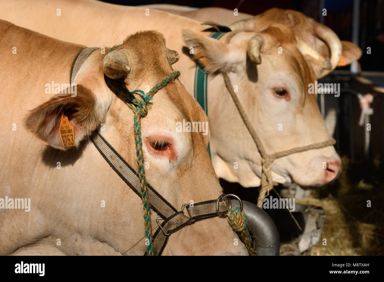 Blonde d'Aquitaine bovini da carne o vacche in penne di vacca o animale stalle al Paris Fiera agricola internazionale Foto Stock