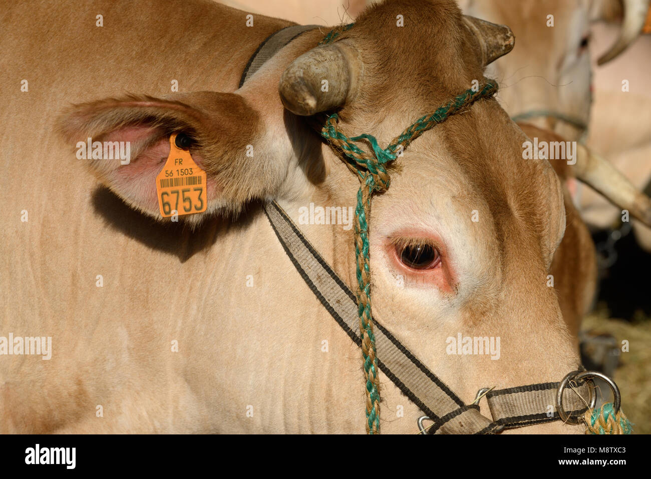 Blonde d'Aquitaine Carni bovine Vacca o il bestiame con la rintracciabilità o il tag di identificazione fissato all'orecchio Foto Stock
