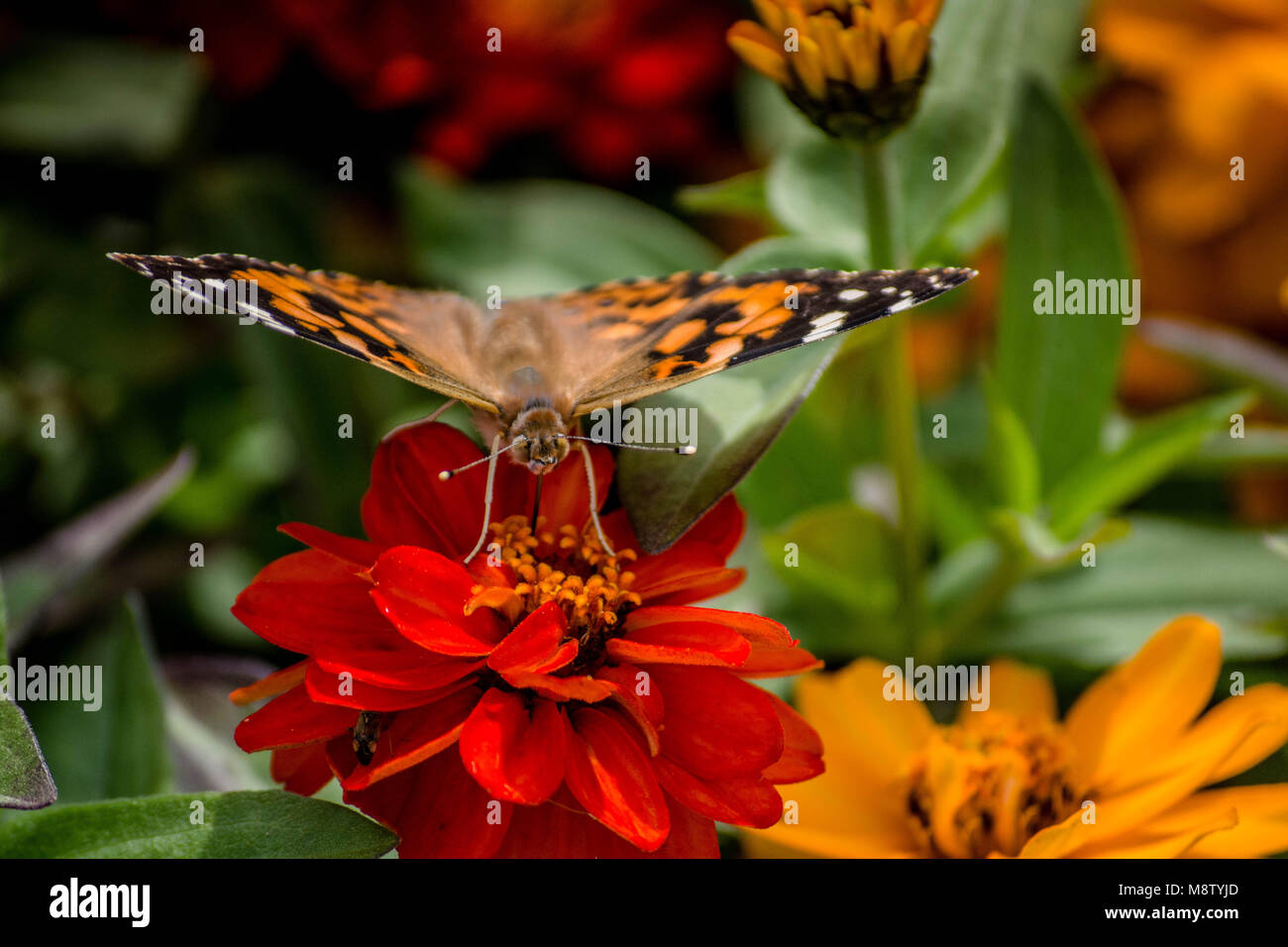 Farfalla su un fiore Foto Stock