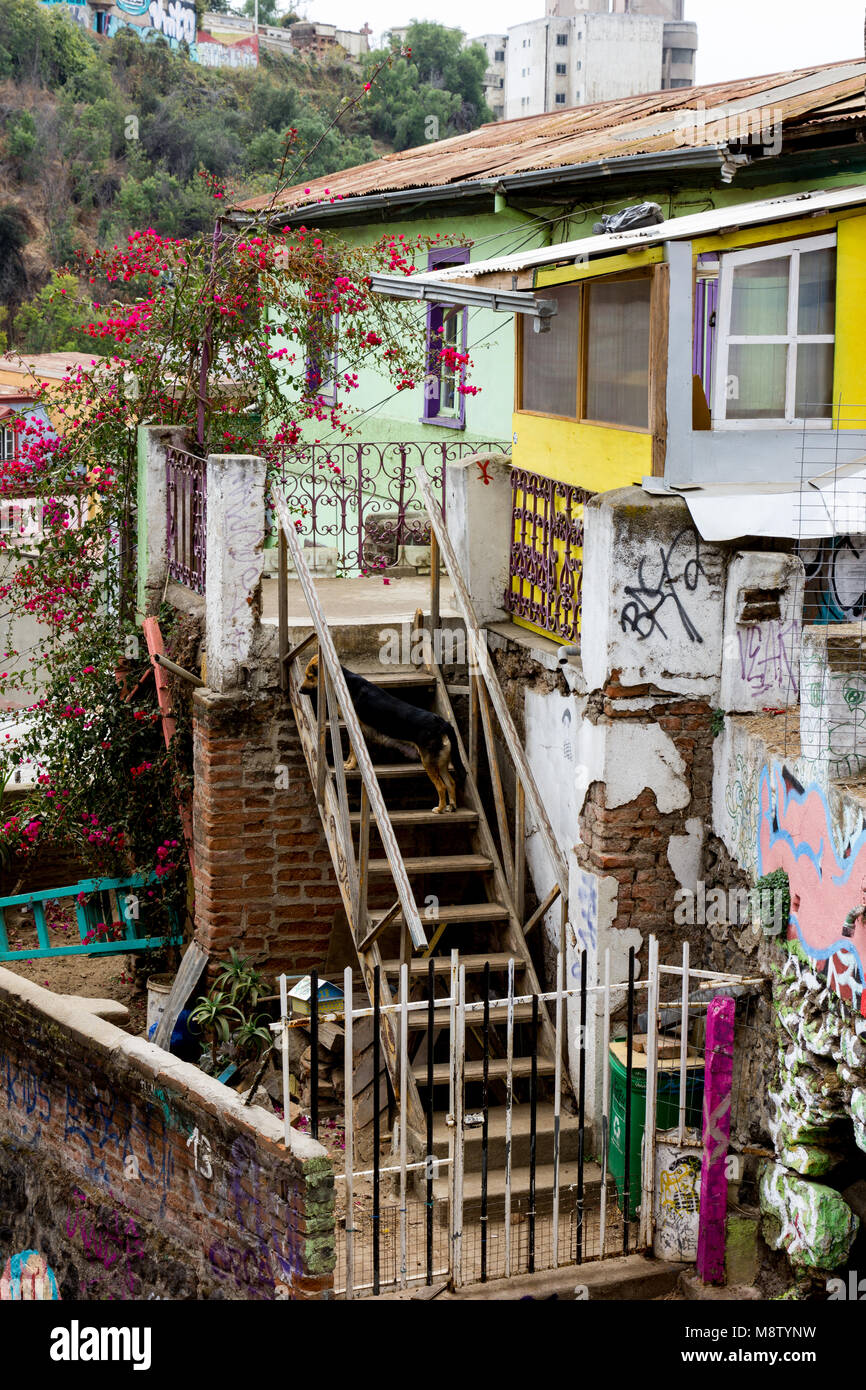 Vista Collina delle case colorate nella città di Valparaiso, Cile in Sud America Foto Stock