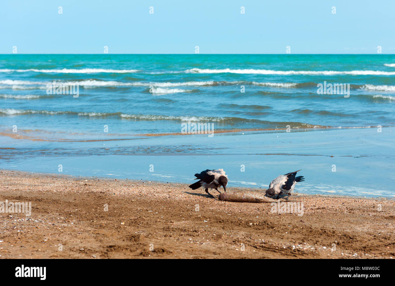 I corvi sulla riva mangiare pesce Foto Stock