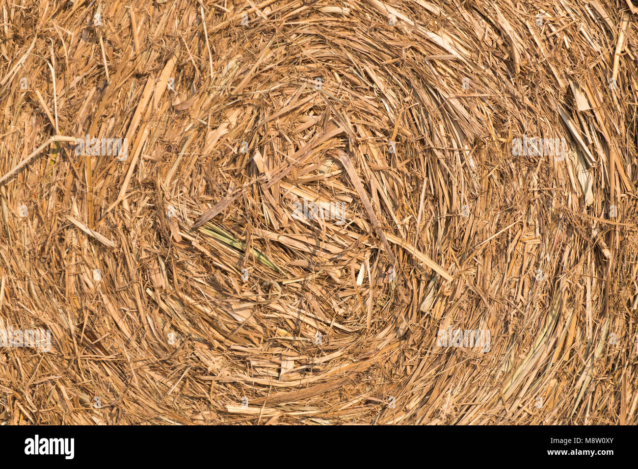 Fieno fresco. Campo dopo la raccolta.le balle di paglia presso l'azienda. Foto Stock