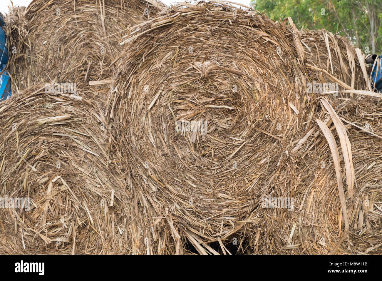 Fieno fresco. Campo dopo la raccolta.le balle di paglia presso l'azienda. Foto Stock