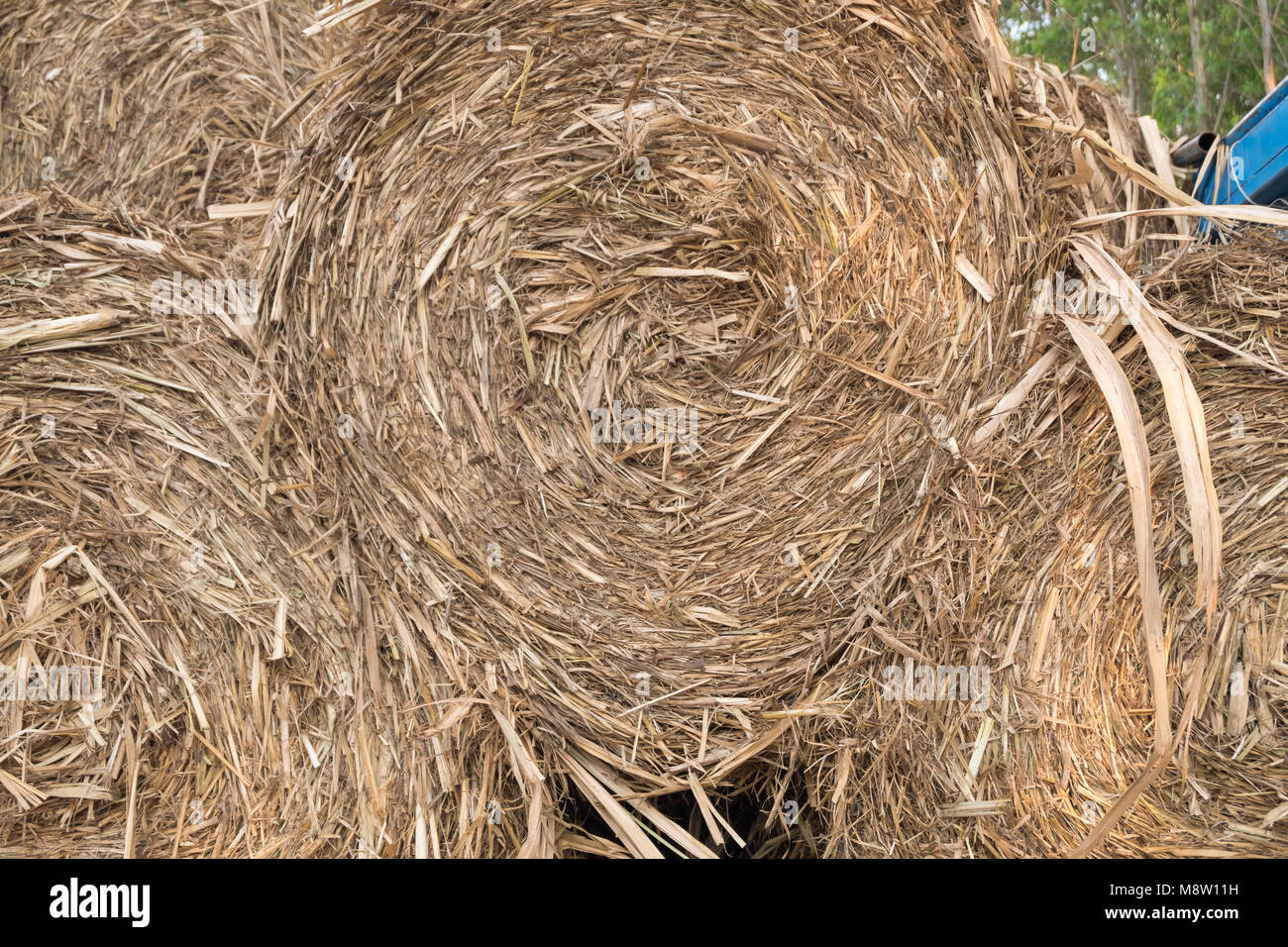 Fieno fresco. Campo dopo la raccolta.le balle di paglia presso l'azienda. Foto Stock