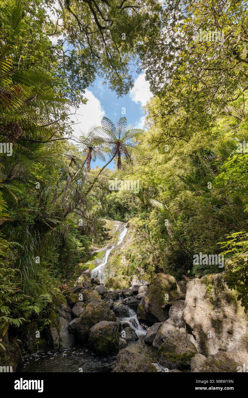 Waiotemarana cascata, Northland e Nuova Zelanda Foto Stock