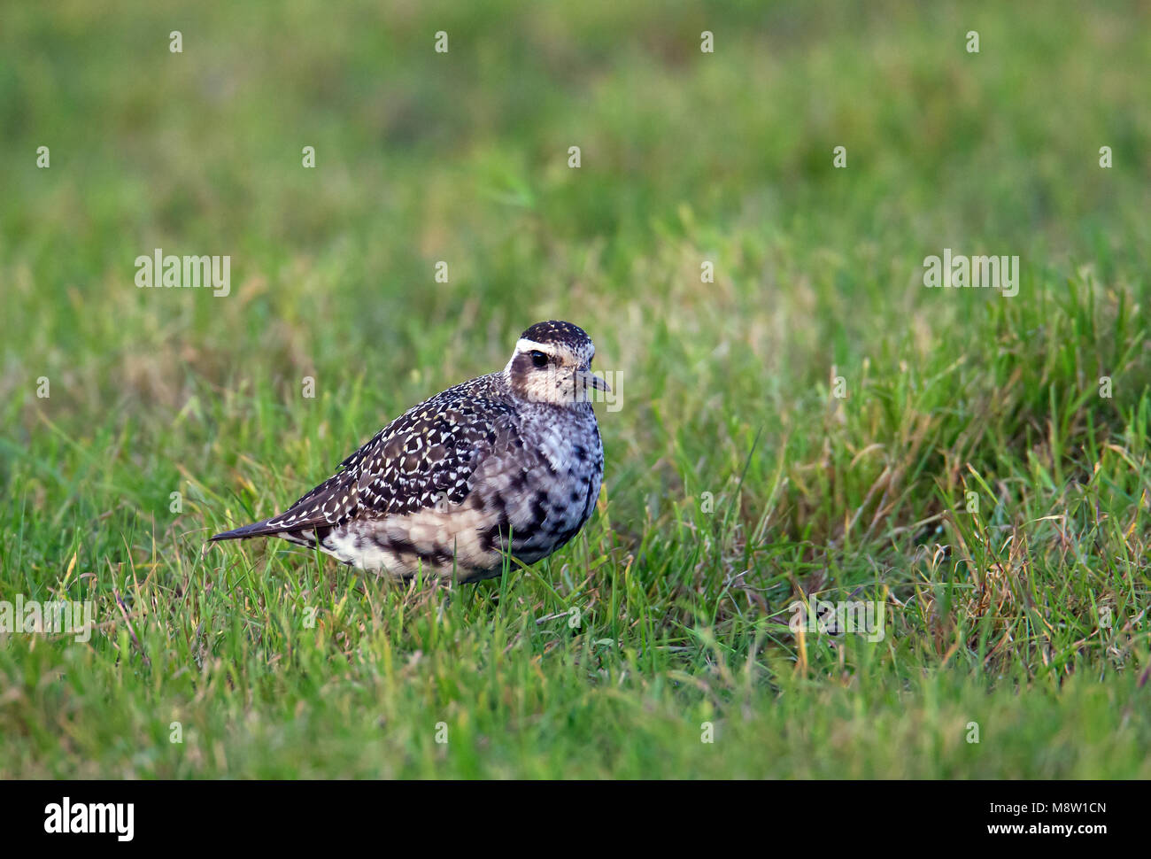 Amerikaanse Goudplevier, American Golden Plover Pluvialis dominica Foto Stock