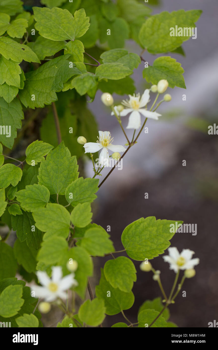 "Paul Farges, Estate neve' uomo vecchio con la barba, Skogsklematis (Clematis vitalba) Foto Stock