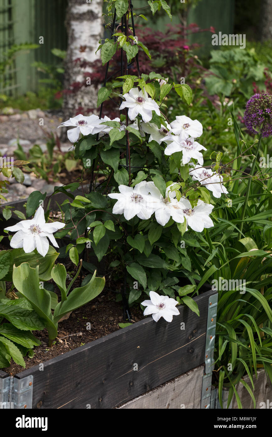 'Miss Bateman' inizio a fiore grande gruppo, Klematis (Clematis) Foto Stock