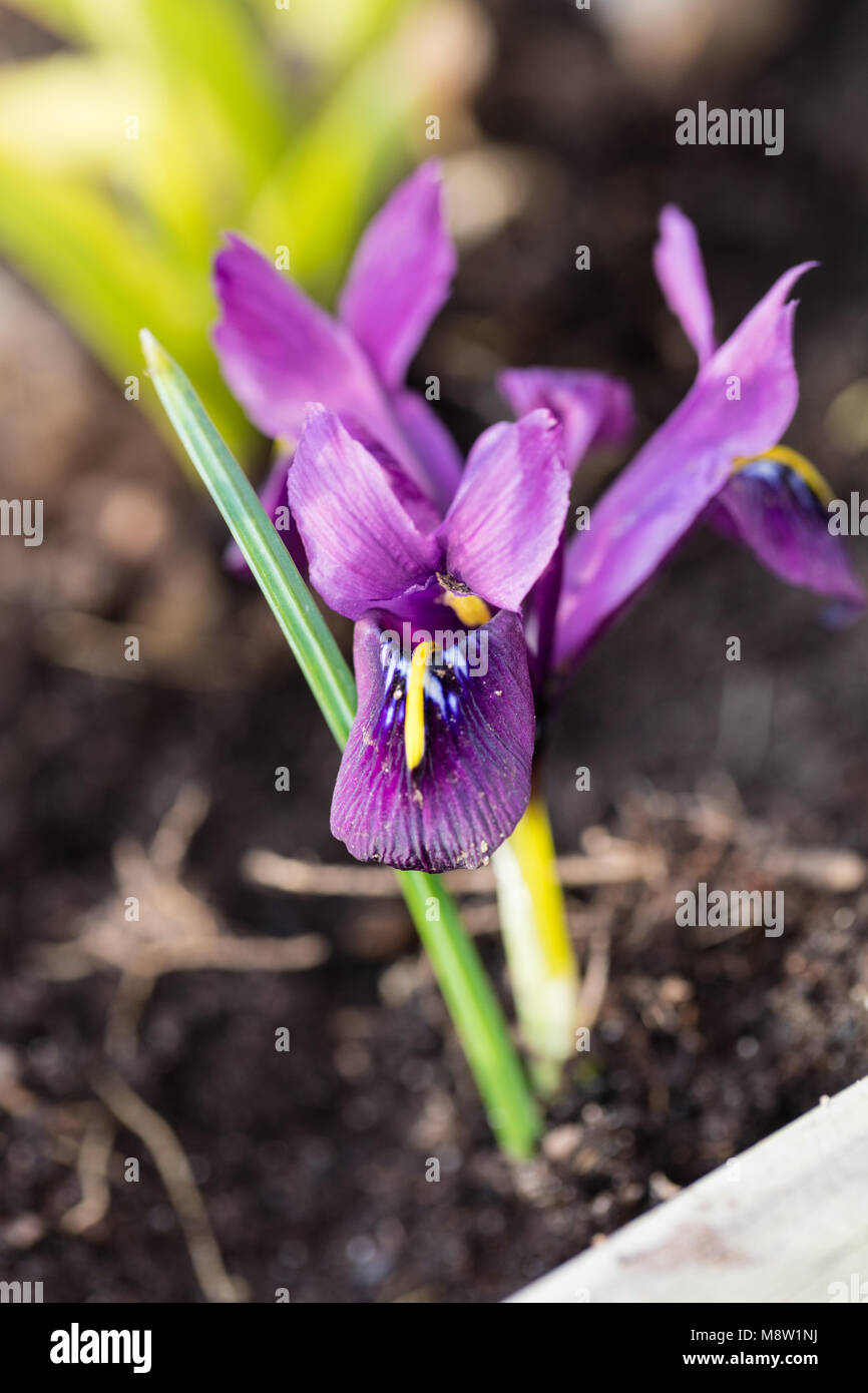 Iris reticolare, Våriris (Iris reticulata) Foto Stock