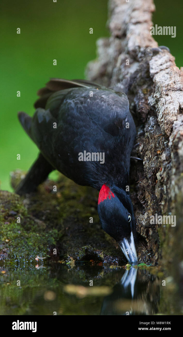 Zwarte Specht, picchio nero, Dryocopus martius Foto Stock