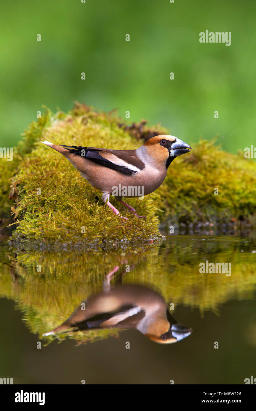 Appelvink, Hawfinch, Coccothraustes coccothraustes Foto Stock