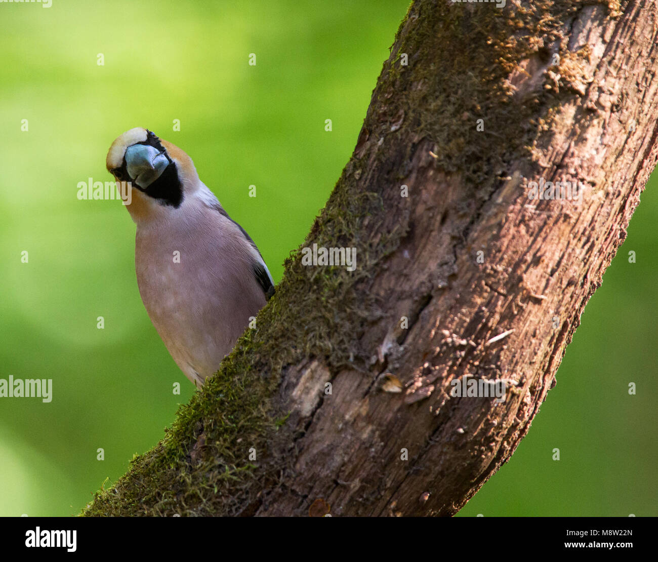 Appelvink, Hawfinch, Coccothraustes coccothraustes Foto Stock