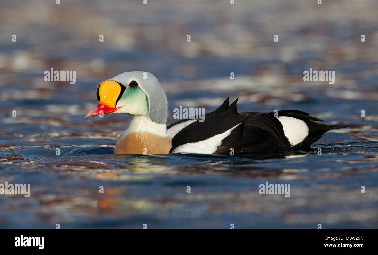 Koningseider; King Eider; Somateria spectabilis Foto Stock