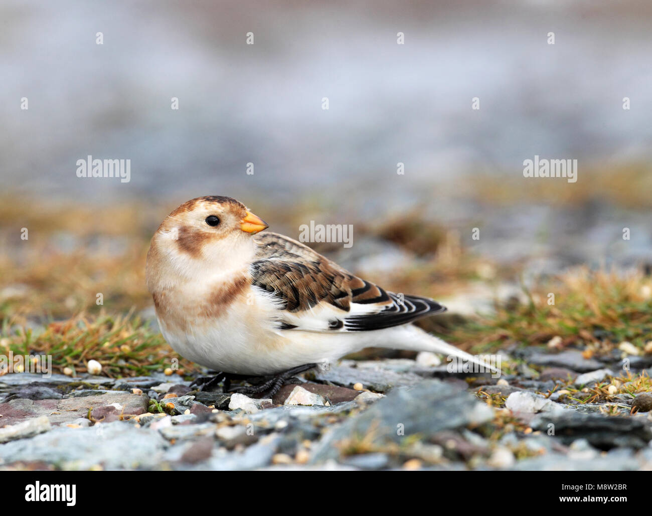 Sneeuwgors, Snow Bunting, Plectrophenax nivalis Foto Stock