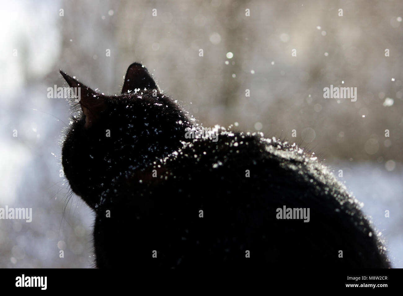 Dilettante nero micio mangiare