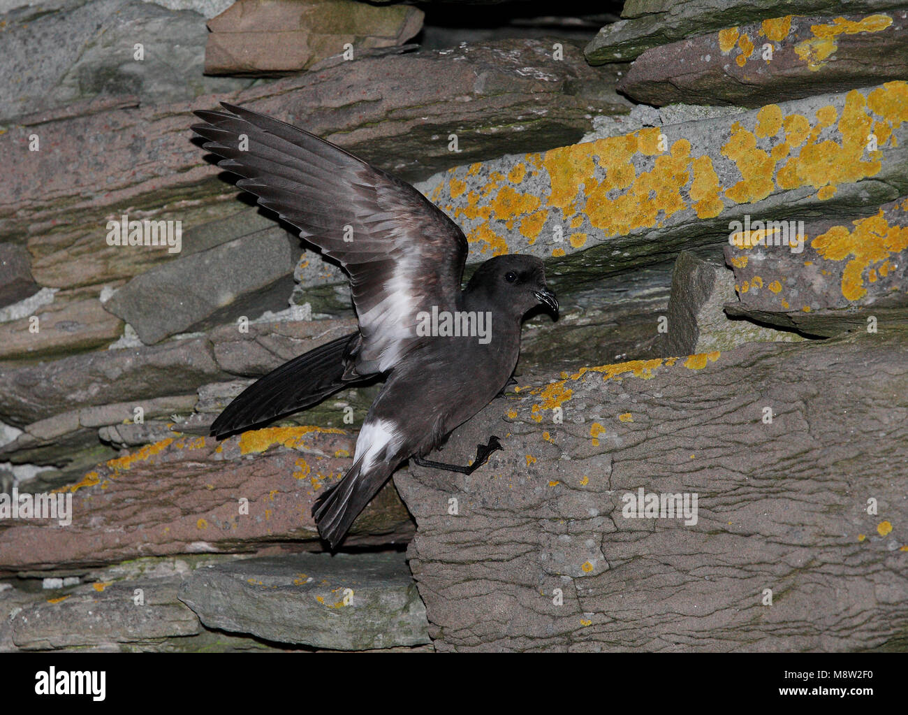 Stormvogeltje op de broedplaats; Storm-Petrel europeo presso il sito di riproduzione Foto Stock