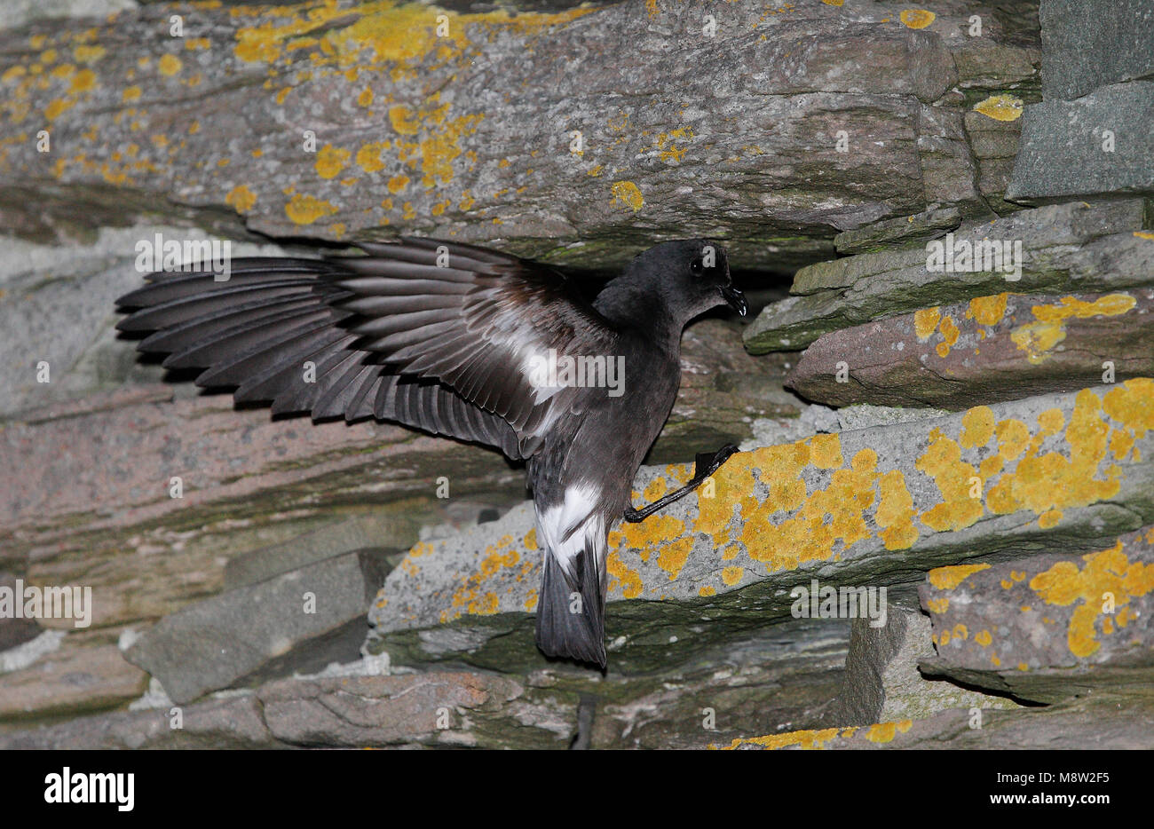 Stormvogeltje op de broedplaats; Storm-Petrel europeo presso il sito di riproduzione Foto Stock