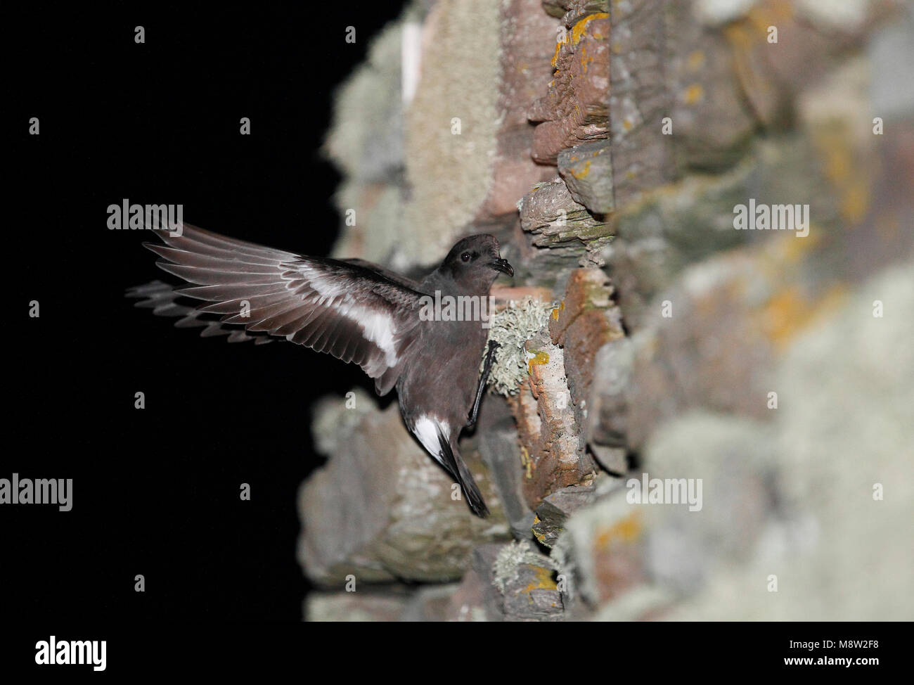 Stormvogeltje op de broedplaats; Storm-Petrel europeo presso il sito di riproduzione Foto Stock