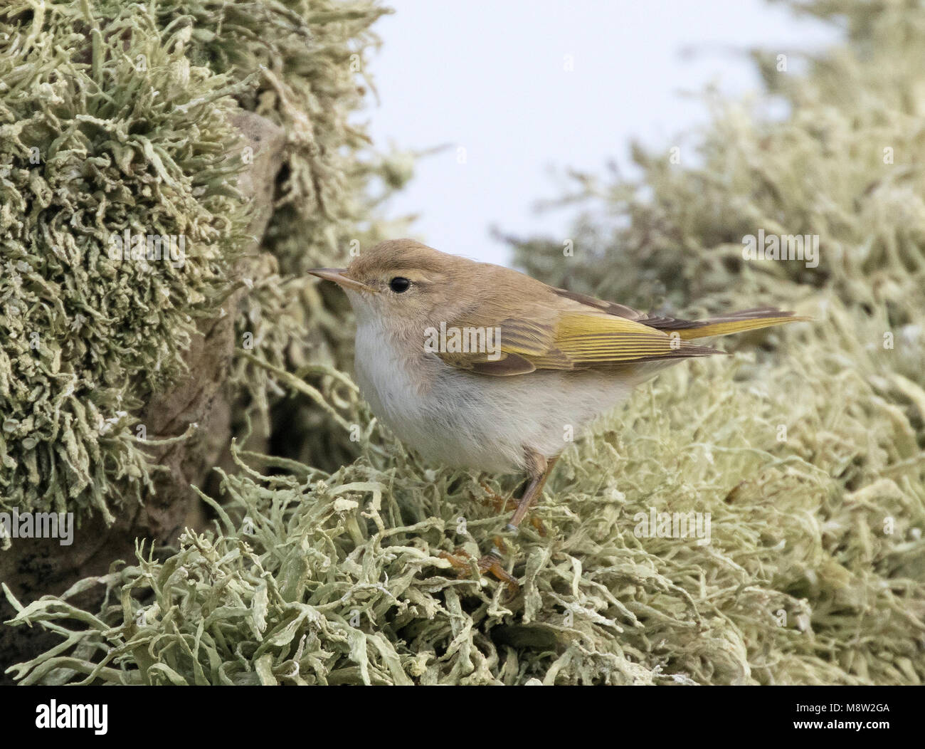 Immagine di uccelli da Hugh Harrop Foto Stock