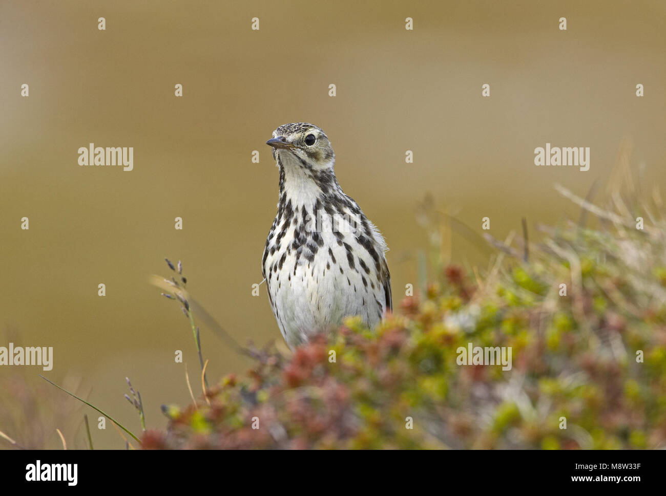 Meadow Pipit in piedi sul suolo; Graspieper staand op de grond Foto Stock