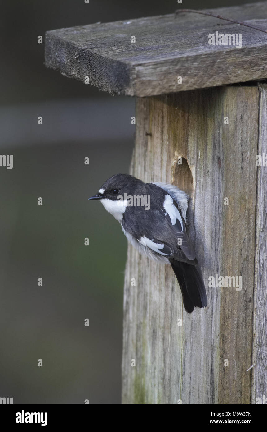 Unione Pied Flycatcher maschio adulto a scatola di allevamento; Bonte Vliegenvanger volwassen man bij nestkast Foto Stock