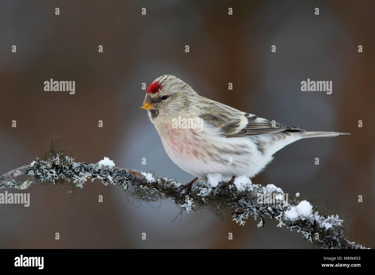 Witstuitbarmsijs; Arctic Redpoll Foto Stock