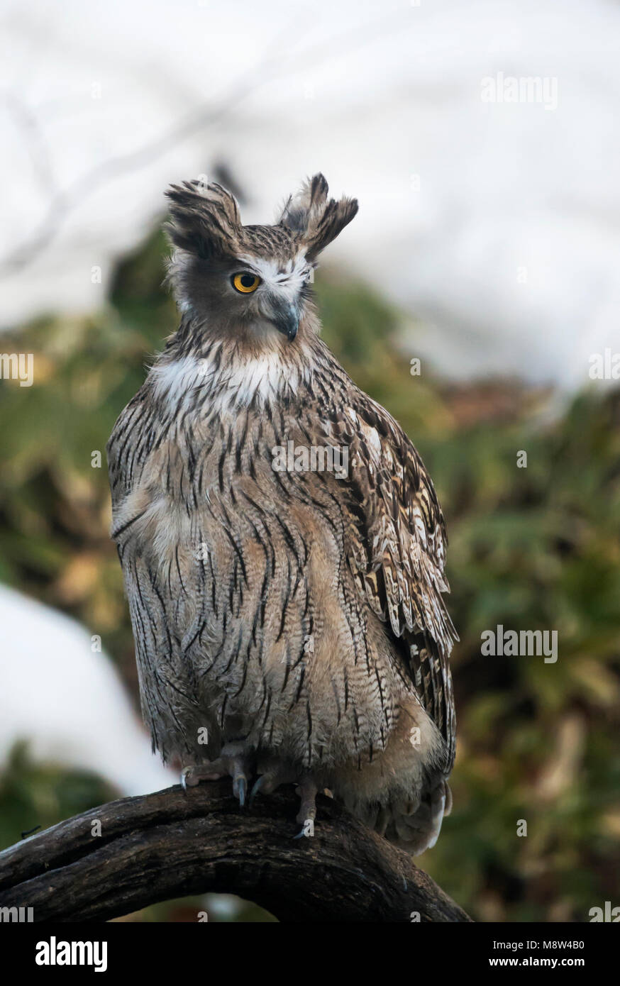 Oehoe, Eurasian Eagle-Owl Foto Stock