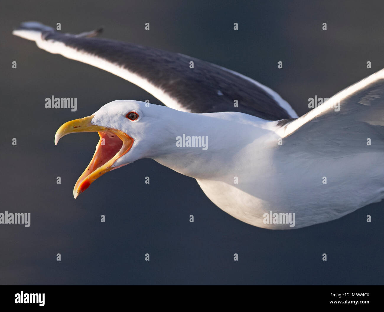 Grote Mantelmeeuw, maggiore nero-backed Gull, Larus marinus Foto Stock