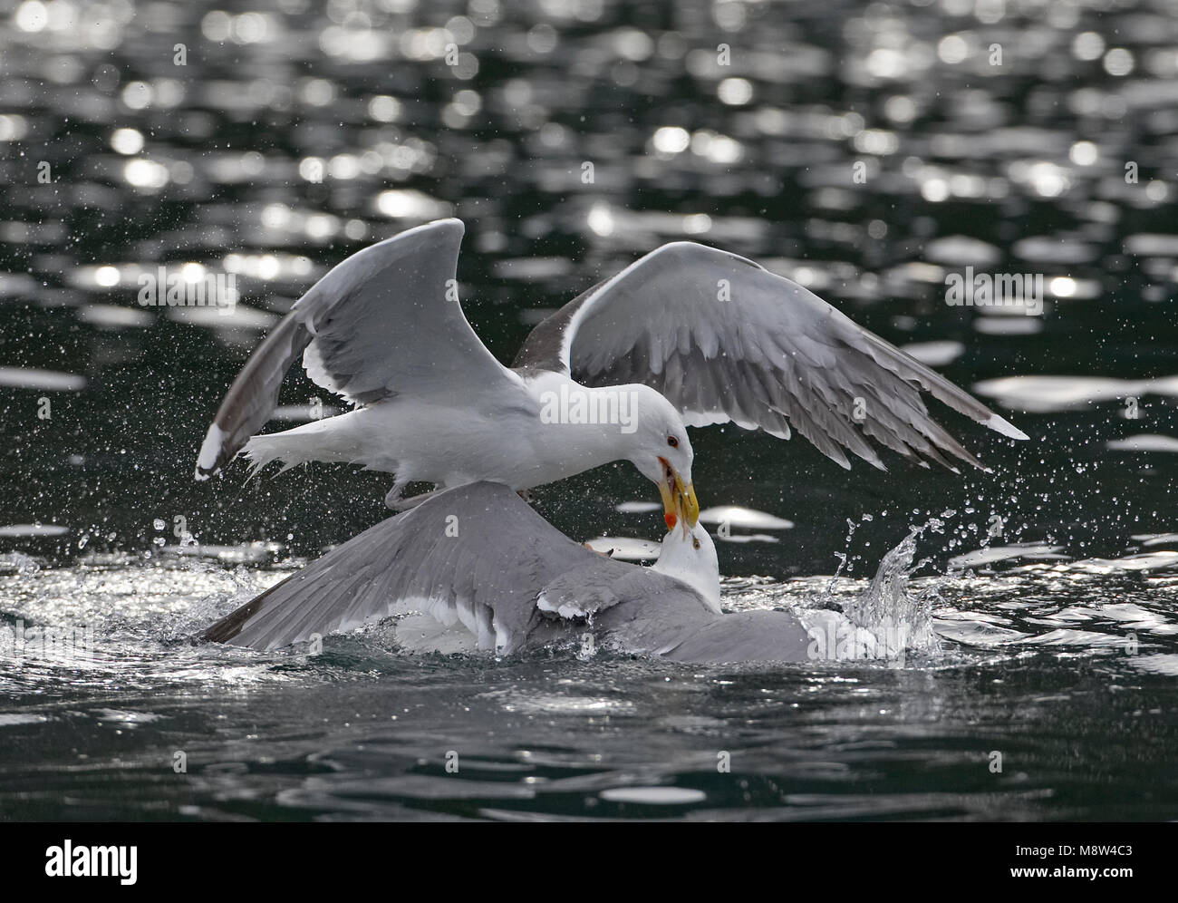 Grote Mantelmeeuw, maggiore nero-backed Gull, Larus marinus Foto Stock