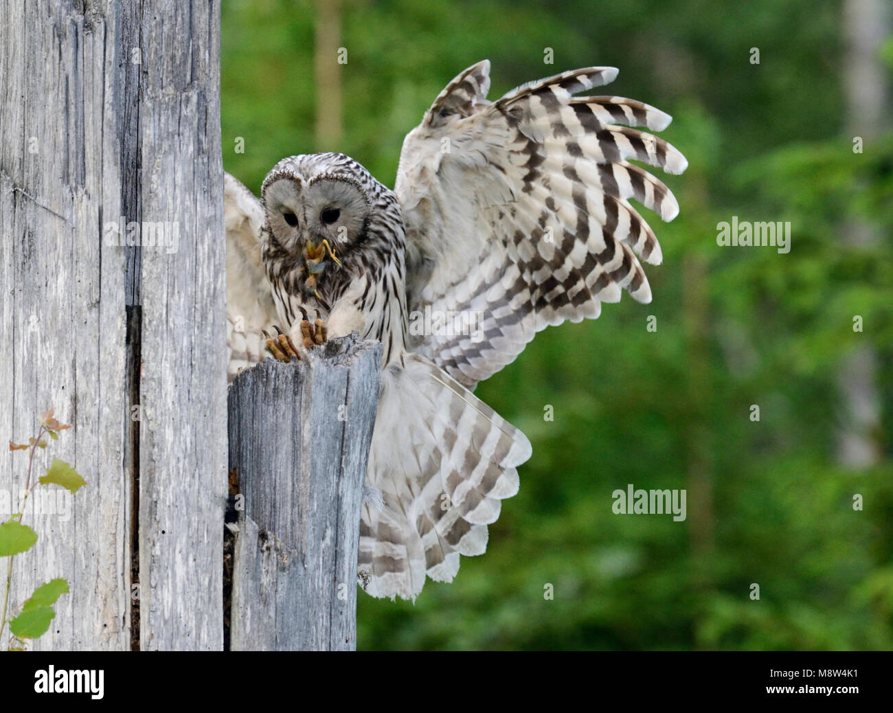 Oeraluil, allocco degli Urali Foto Stock