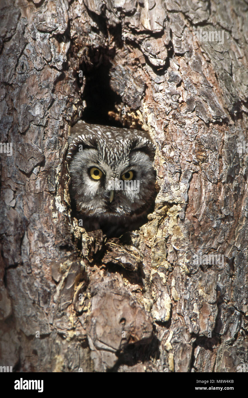 Ruigpootuil kijkt uit nestkast; boreale Owl guardando da nestbox Foto Stock