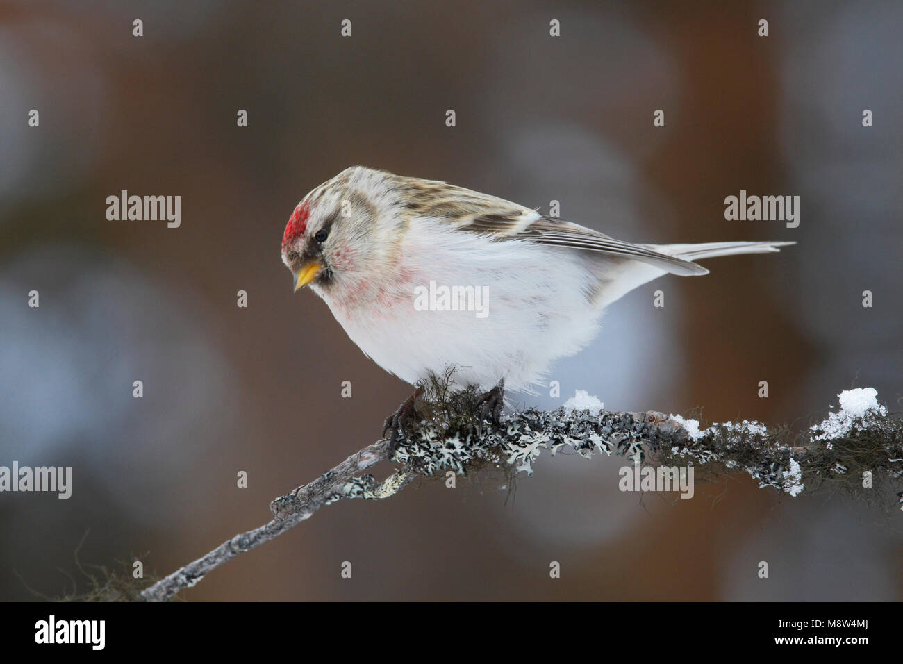 Witstuitbarmsijs, Arctic Redpoll, Carduelis hornemanni Foto Stock