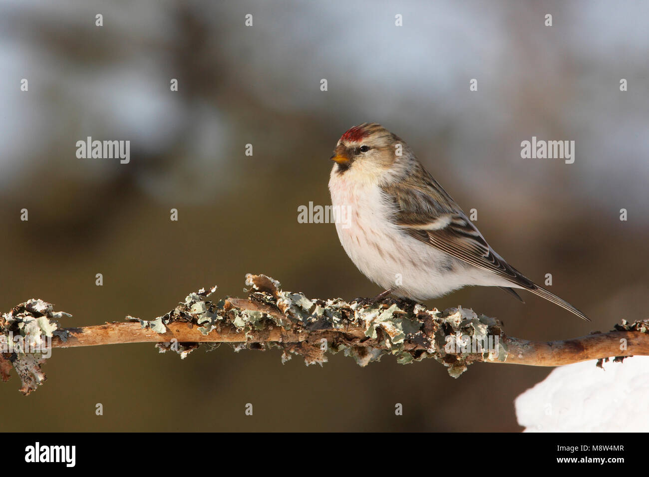 Witstuitbarmsijs, Arctic Redpoll, Carduelis hornemanni Foto Stock