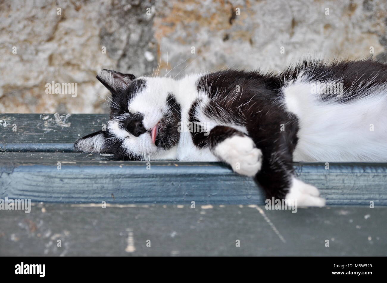 Street Gatto sdraiato su un banco di lavoro Foto Stock