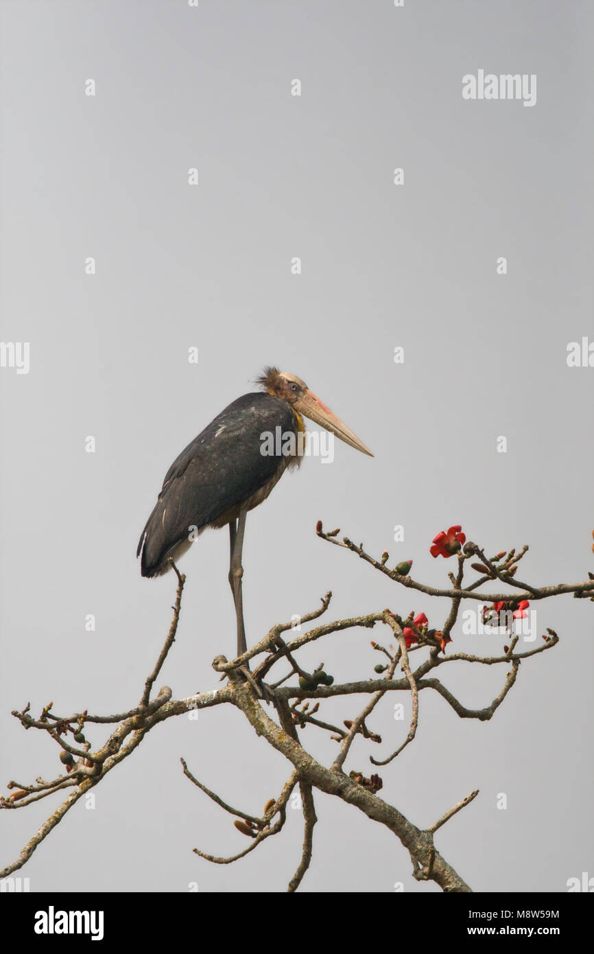 Javaanse Maraboe nel braccio; minor aiutante appollaiato in una struttura ad albero Foto Stock