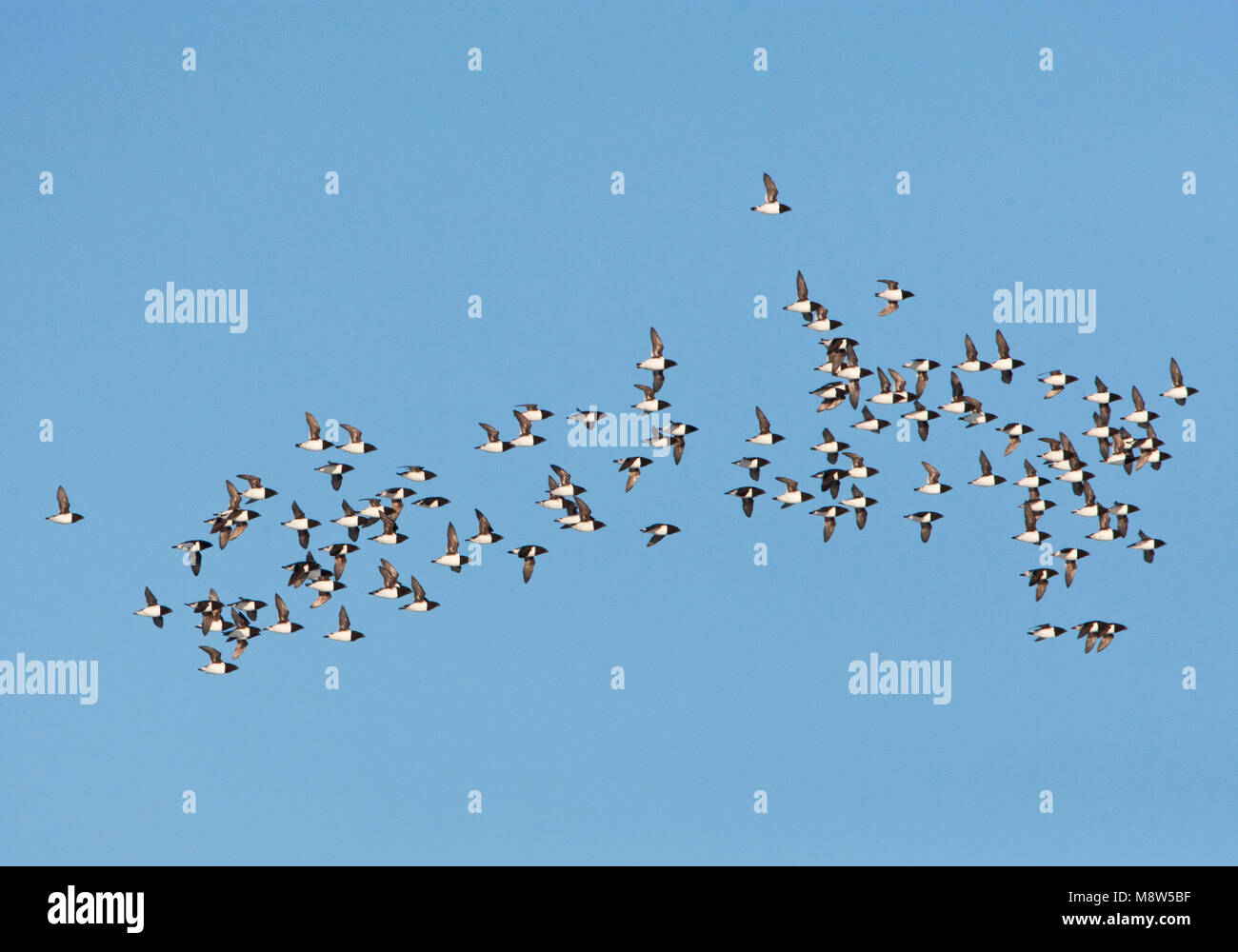 Kleine Alken vliegend boven pakijs; Little Auk's flying sopra ghiaccio pack Foto Stock