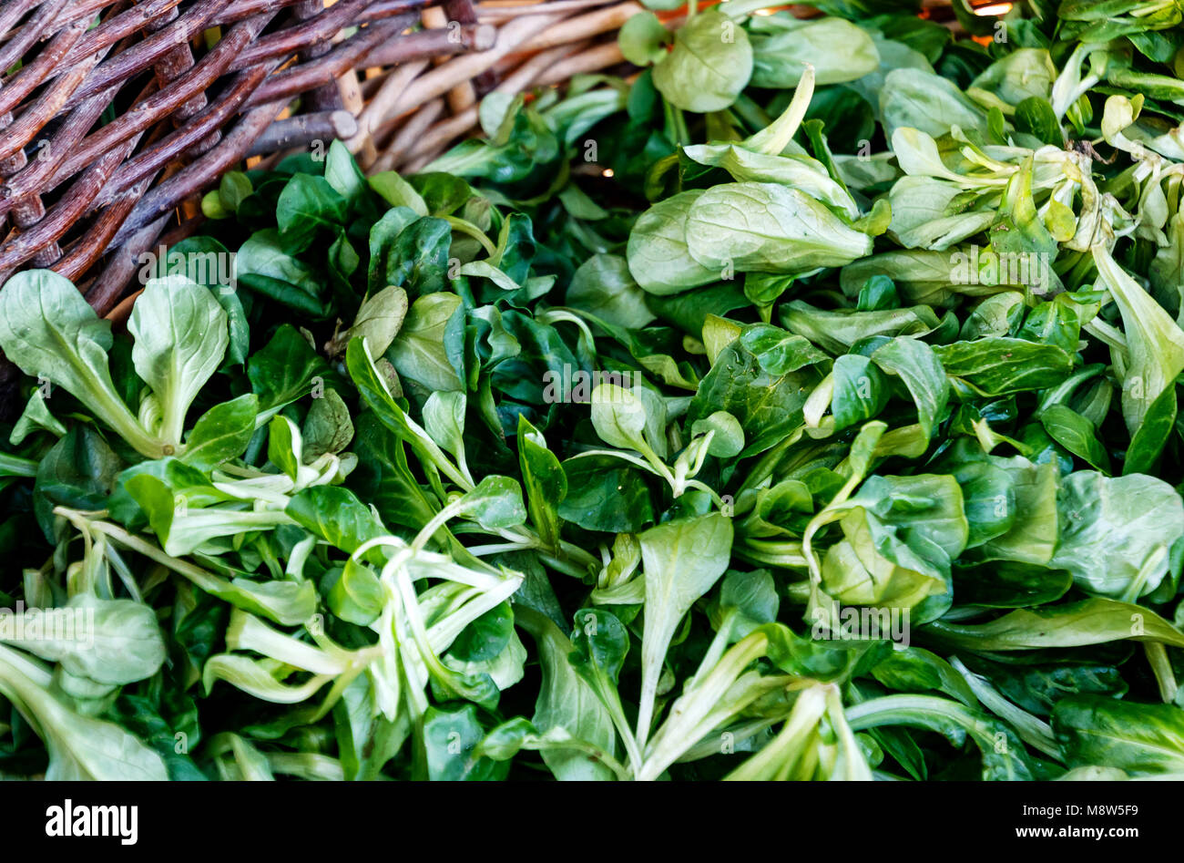 Agnelli lattuga (Valerianella locusta) nel cesto di vimini Foto Stock