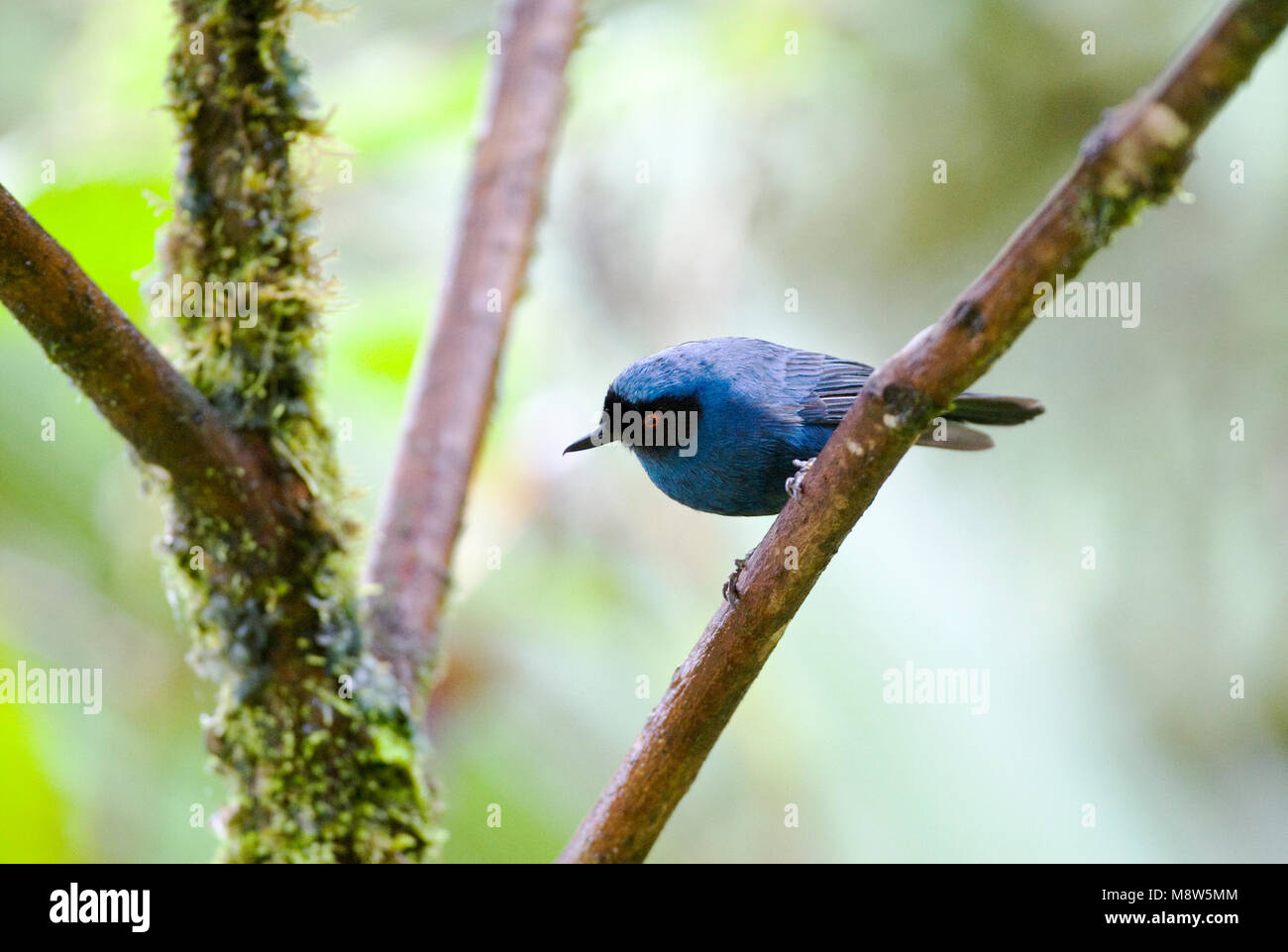 Mascurberghoningkruiper; Flowerpiercer mascherato Foto Stock