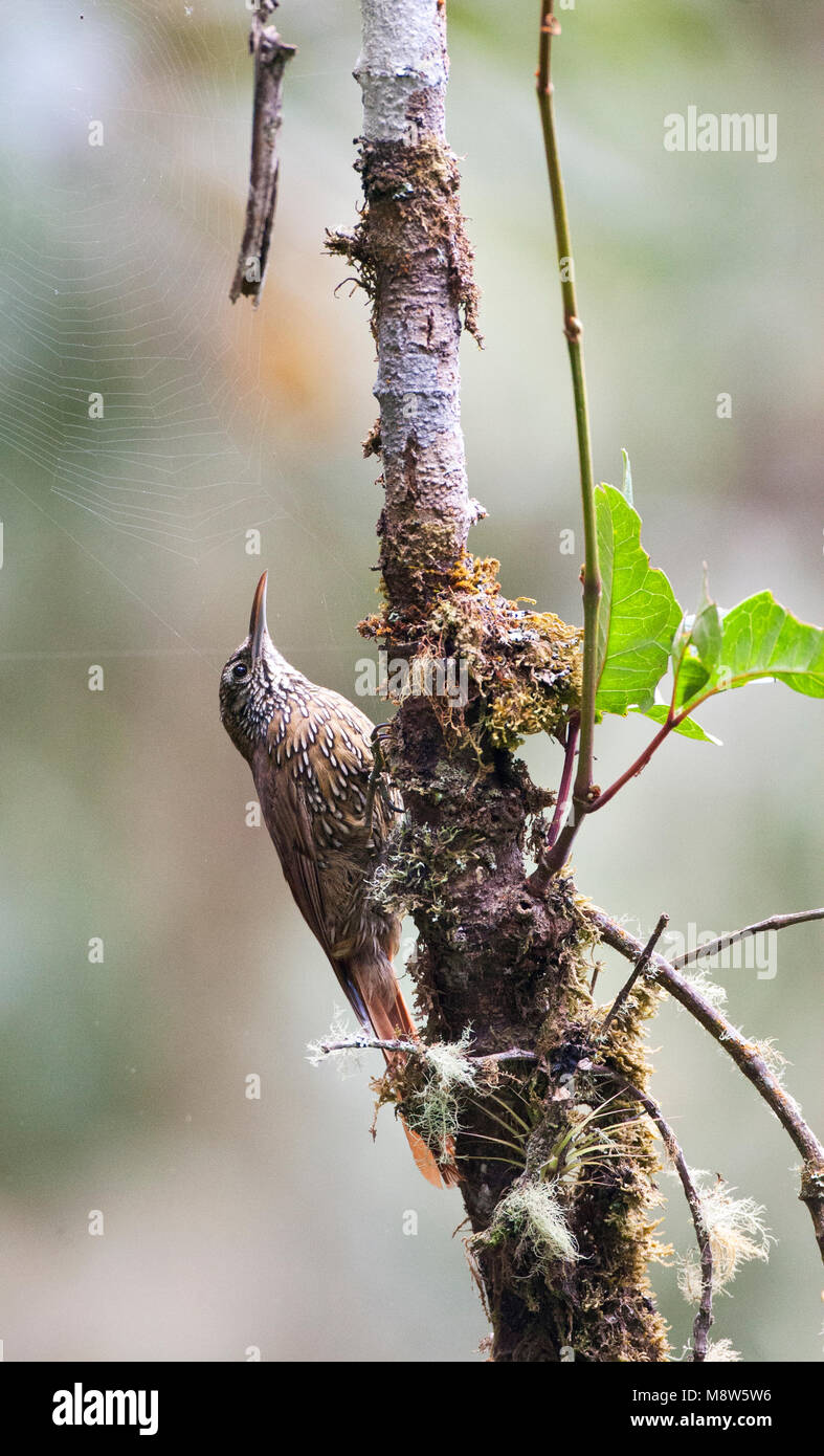 Bergmuisspecht, montane, Woodcreeper Lepidocolaptes lacrymiger Foto Stock