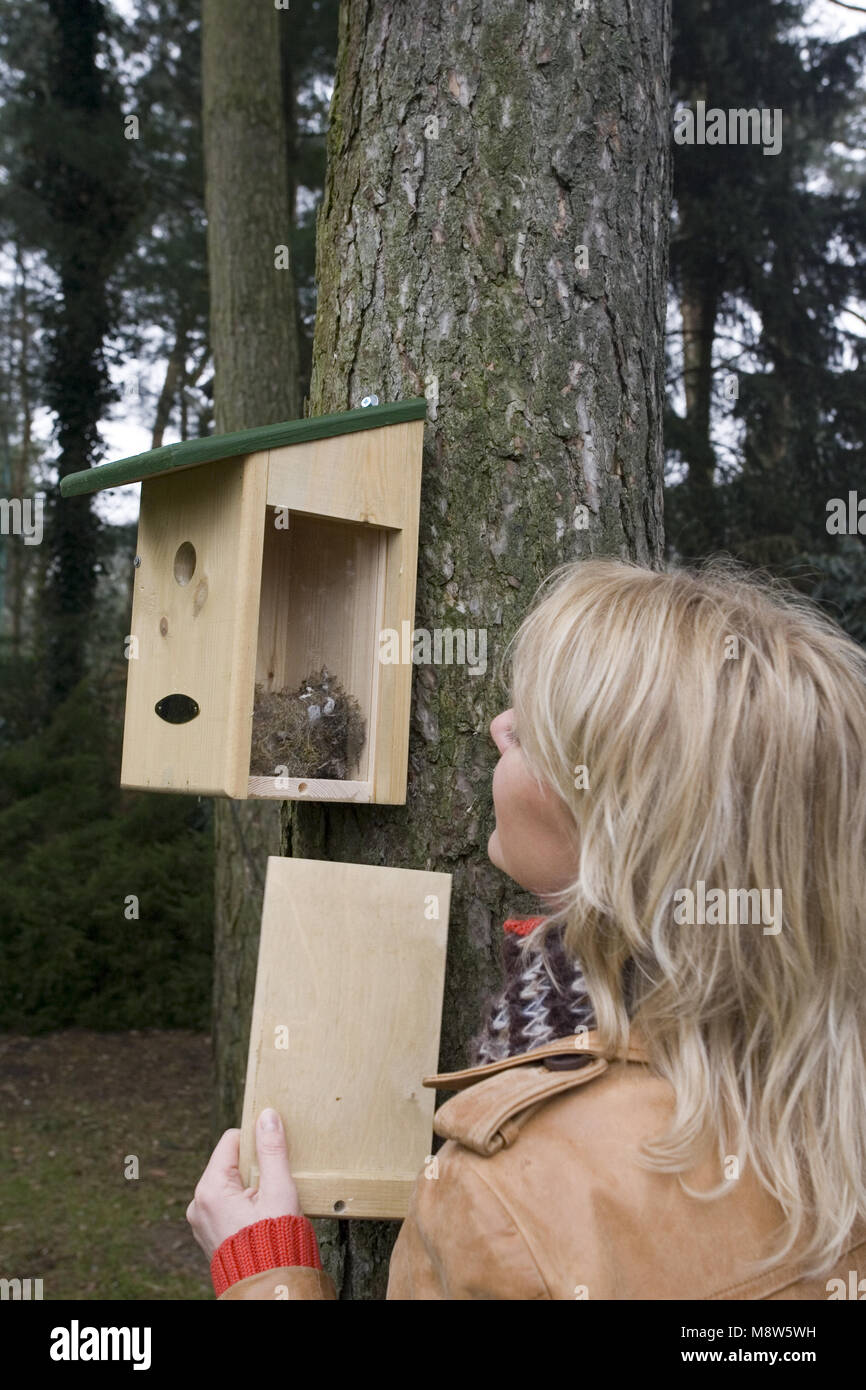 Donna che guarda la scatola di nido, Vrouw in nestkast kijkend Foto Stock