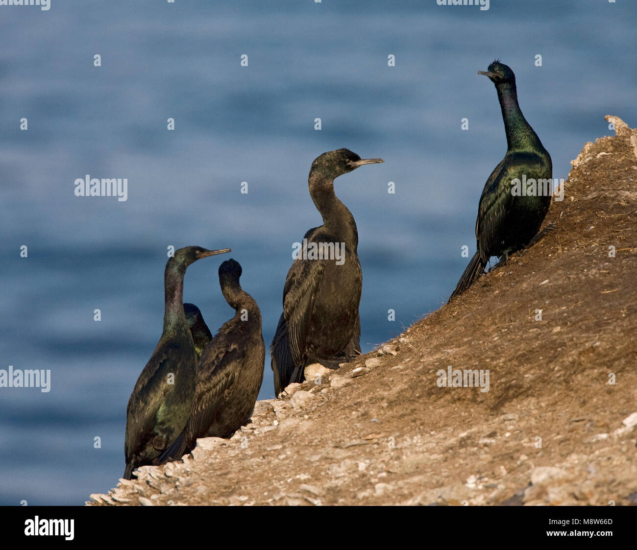 Pelagische Aalscholver, cormorano pelagiche Foto Stock