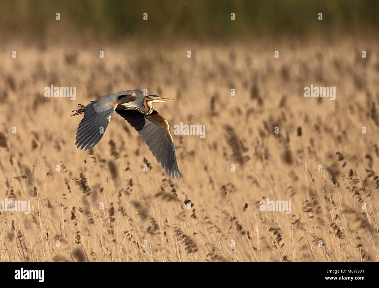 Airone rosso adulto volare al di sopra reed; Purperreiger volwassen vliegend boven riet Foto Stock