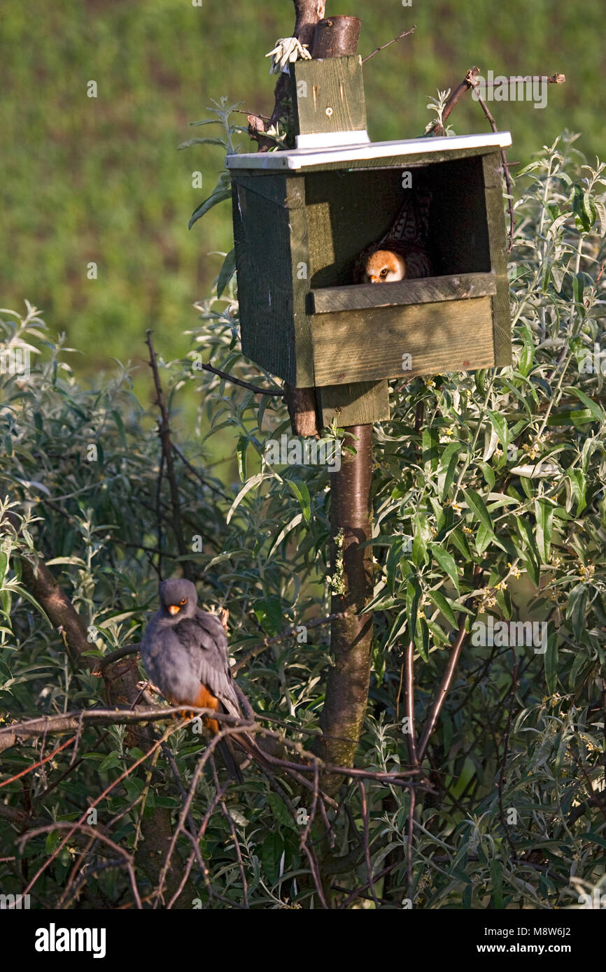 Roodpootvalk broedend in nestkast; rosso-footed falchi di allevamento in scatola di nido Foto Stock