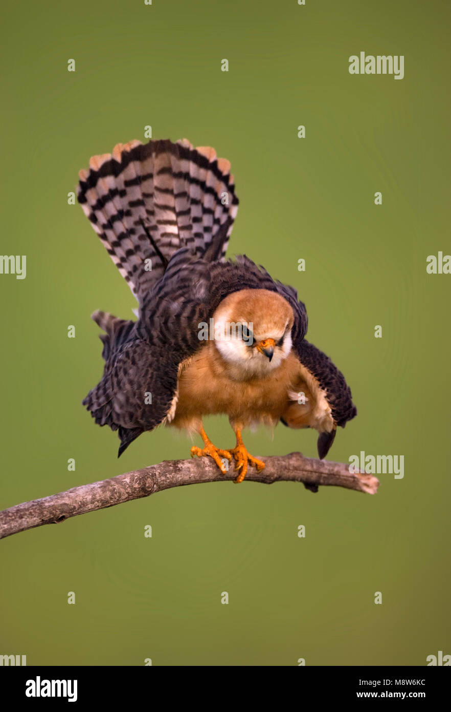 Roodpootvalk vrouw in dreighouding; rosso-footed Falcon femmina con coda caricata Foto Stock