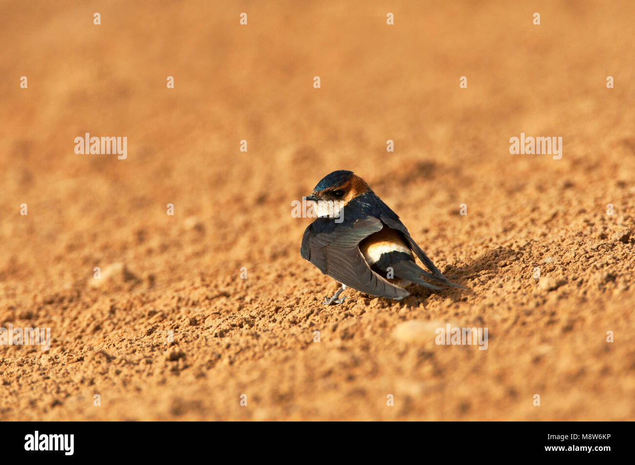 Roodstuitzwaluw zittend op de grond; rosso-rumped Swallow seduto a terra Foto Stock
