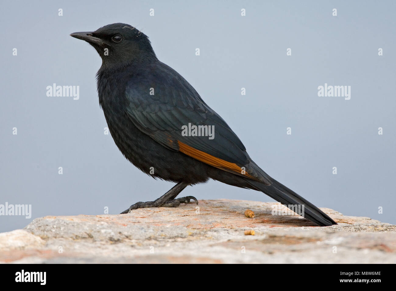 Roodvleugelspreeuw zittend op een marcisce; African Red-winged Starling arroccata su una roccia Foto Stock