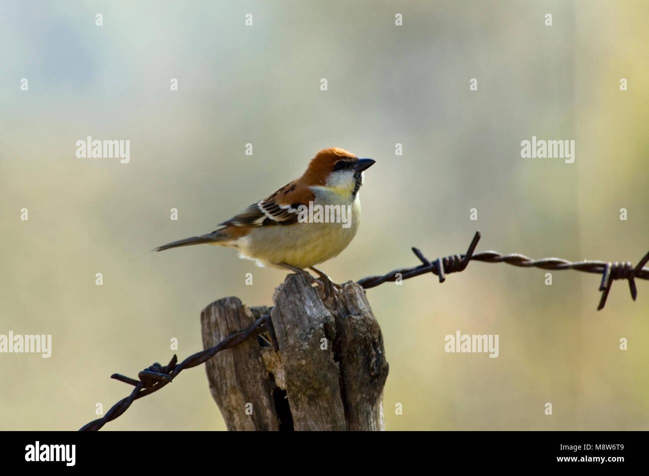 Roodkopmus, Russet Sparrow, Passer rutilans Foto Stock