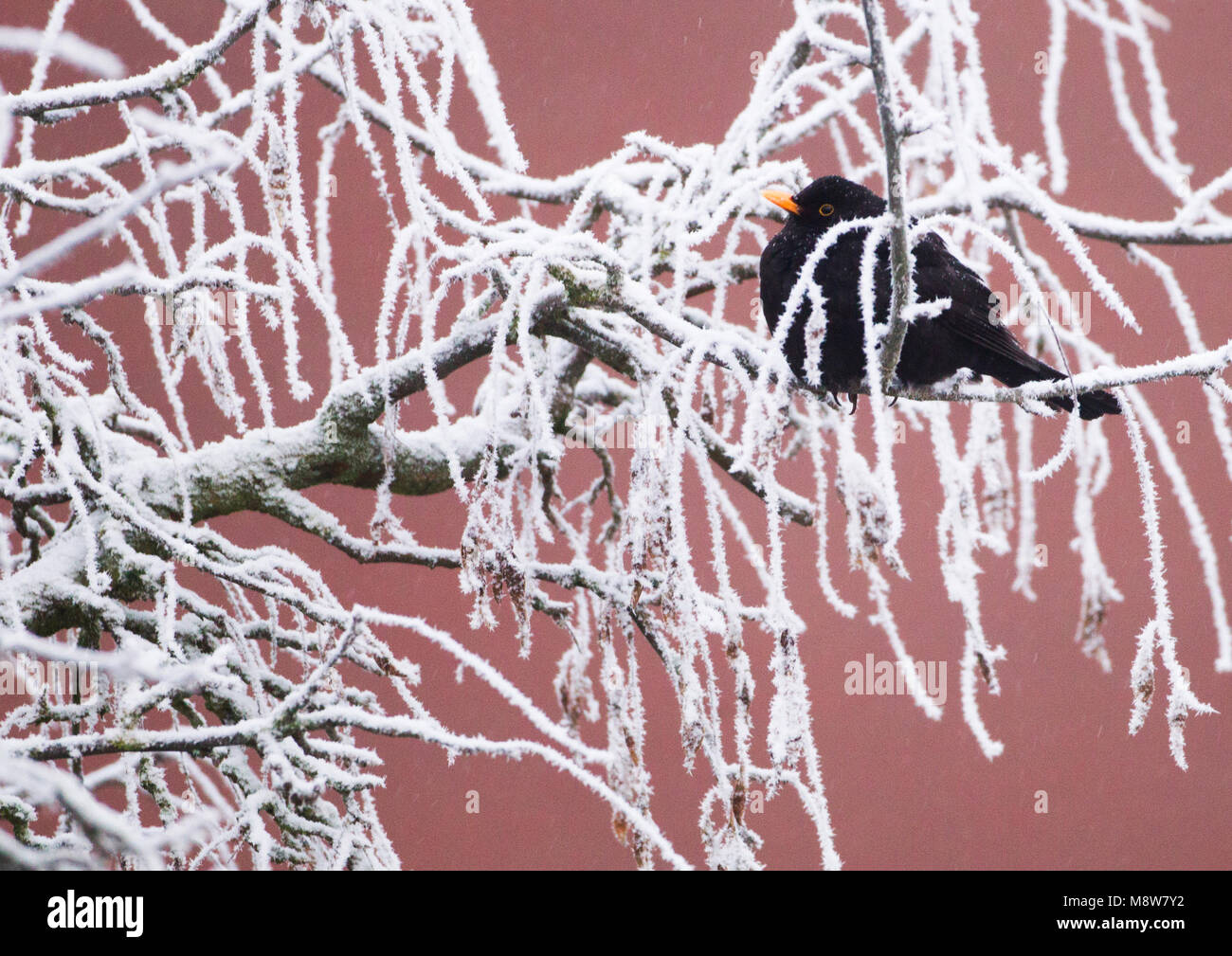 Immagine di uccelli da Menno van Duijn Foto Stock