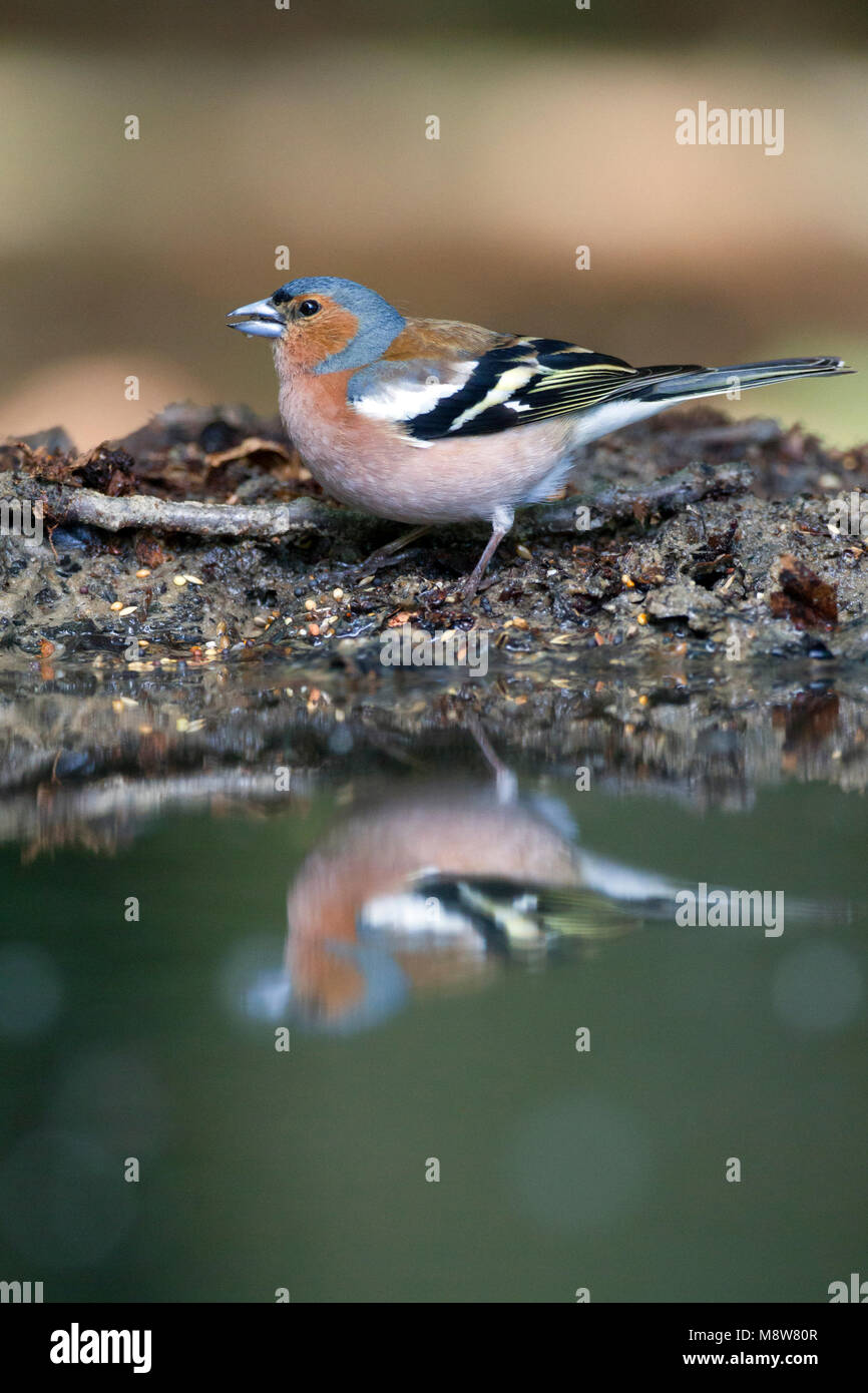 Vink foeragerend langs waterkant in het bos; Comune fringuello rovistando nei pressi di waterside in foresta Foto Stock
