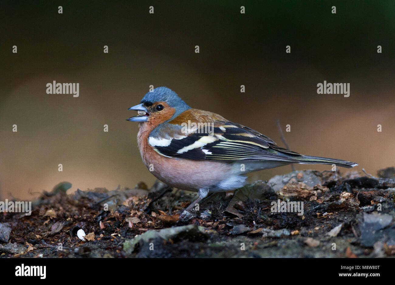 Vink foeragerend in het bos; Comune fringuello rovistando nella foresta Foto Stock